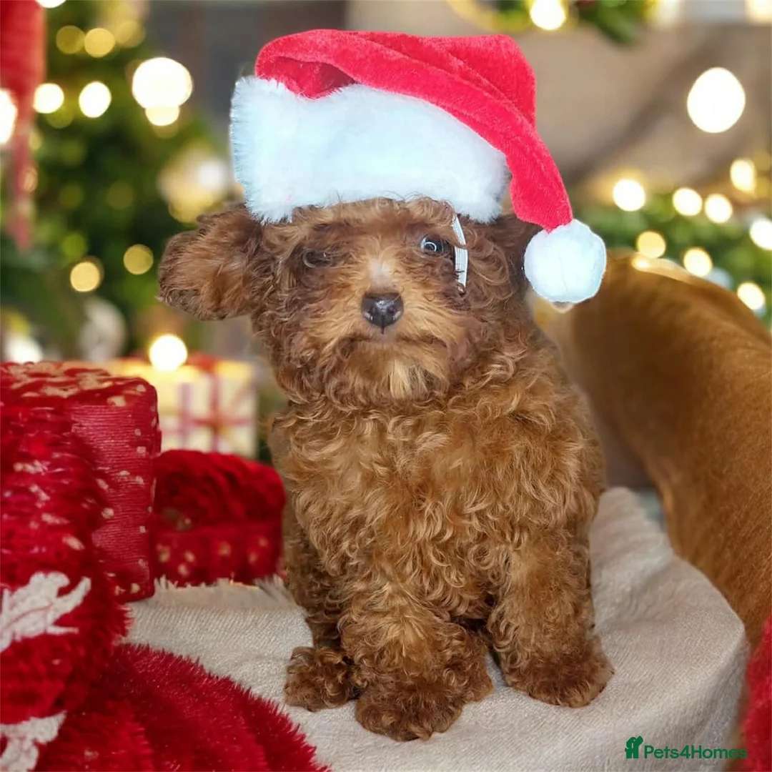 Toy Poodle dogs for sale: Full Asian girl - Advert 12