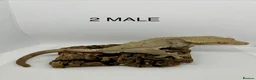 Gecko reptiles for sale: CRESTED GECKOS FOR SALE MALE AND FEMALE - Advert 10