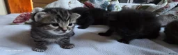 Mixed Breed cats for sale: Adorable kittens  in London - Advert 16