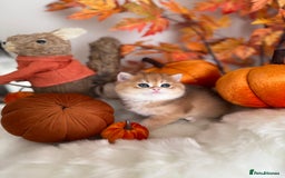 British Shorthair cats for sale: Golden British Shorthair  - Image 22