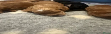 Cockapoo 6