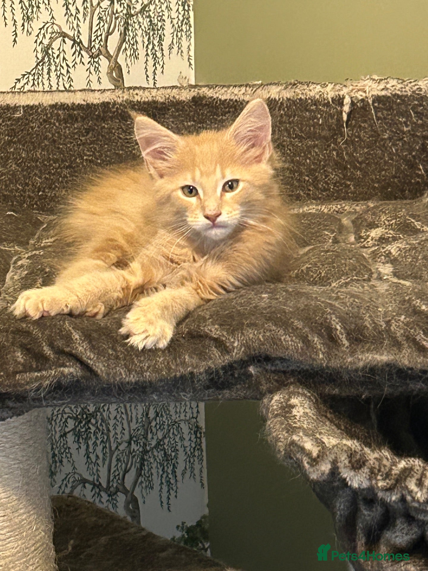 Maine Coon cats SILVER & RED GCCF MAINE COON BOYS  - Advert 2