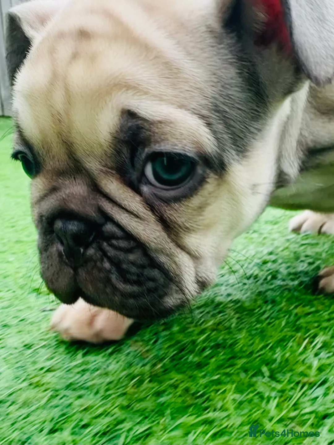 French Bulldog dogs for sale: French Bulldog Puppies - Fawn/Cream - Advert 14