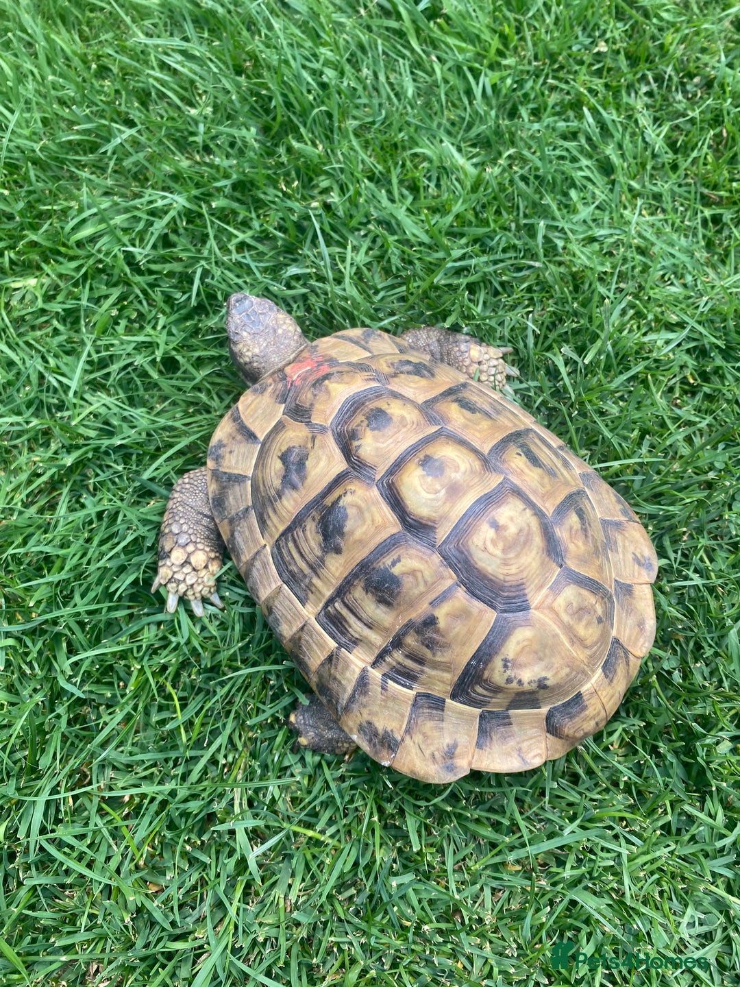 Hermann Tortoise reptiles for sale: Male Hermann Tortoise  in Swadlincote - Image 2