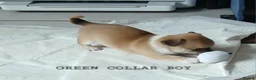 Chihuahua dogs for sale: Short haired tiny chihuahua pups ready now - Advert 11