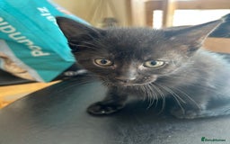 Mixed Breed cats for sale: 3 kittens for sale 1 boy 2 girls - Image 6