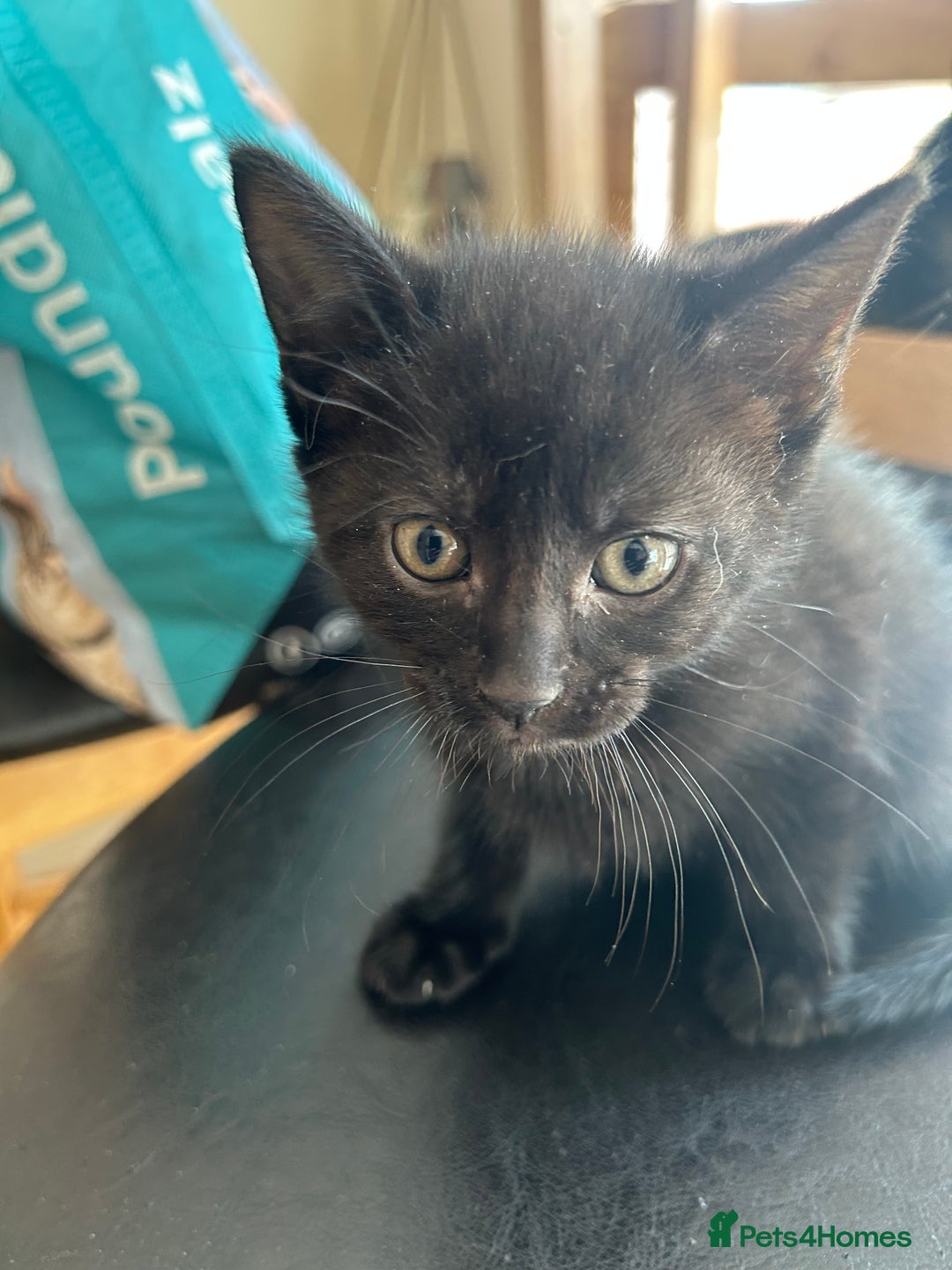 Mixed Breed cats for sale: 3 kittens for sale 1 boy 2 girls - Image 6