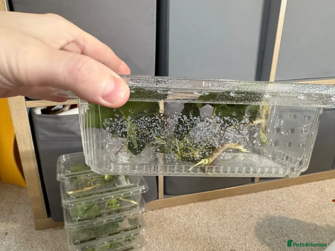 Stick Insects invertebrates for sale: Indian stick insects  in Rugeley - Advert 3