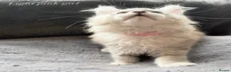 Maine Coon cats for sale: Beautiful Pedigree Kittens looking for Loving Home - Advert 4