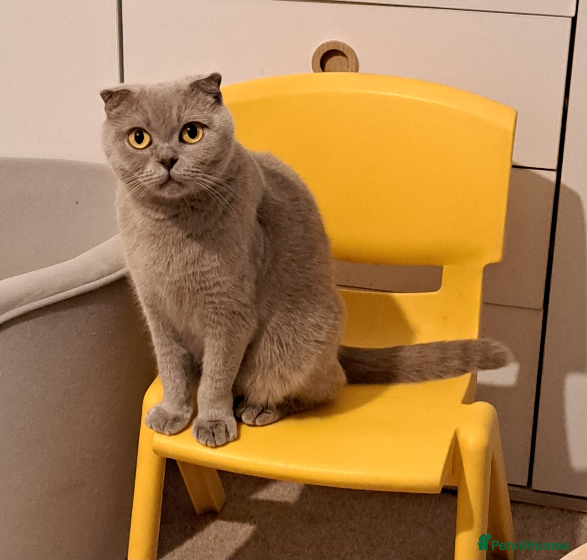 British Shorthair cats for sale: British Shorthair Blue CHAMPION BLOOD LINE - Advert 3