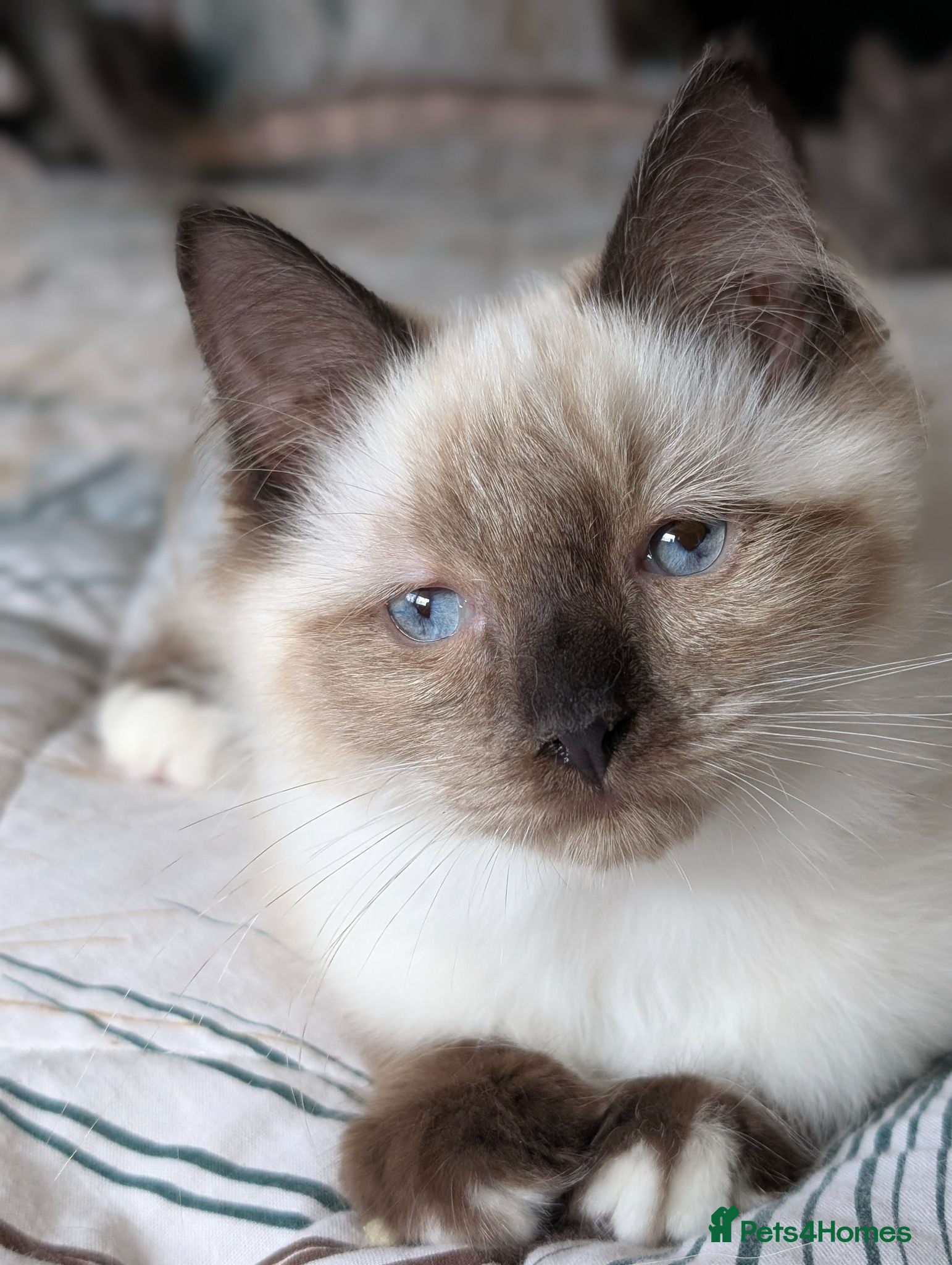 Ragdoll cats Gorgeous Seal Mitted Ragdoll Boy  - Advert 6