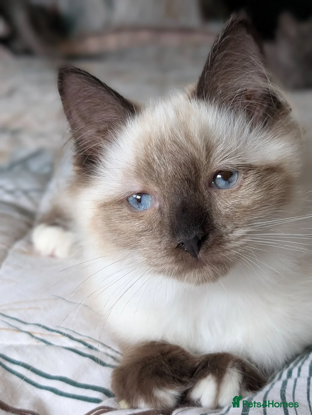 Ragdoll cats for sale: Gorgeous Seal Mitted Ragdoll Boy  - Advert 1