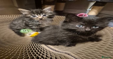 Mixed Breed cats - Advert 3