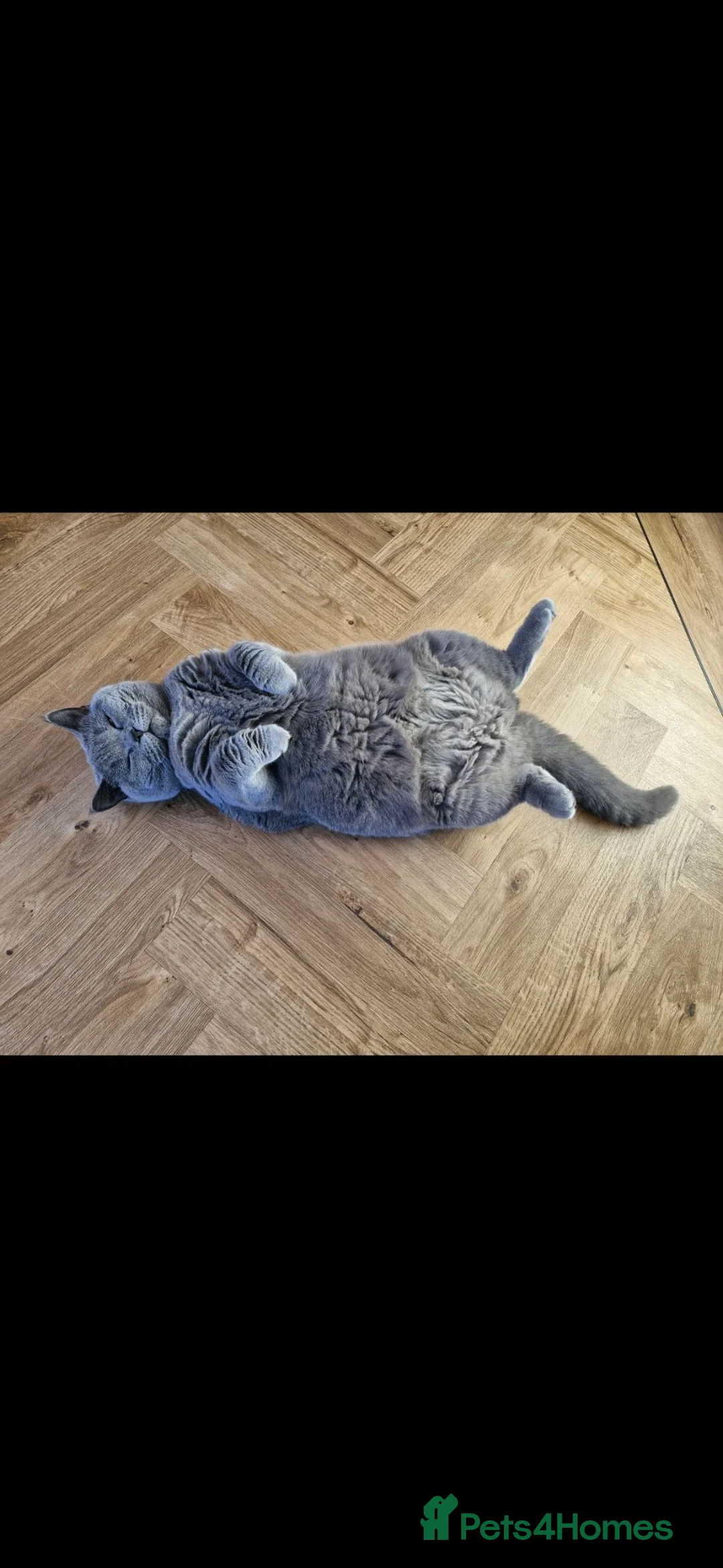 British Shorthair cats for sale: 22 month old female british shorthair in Ferndown - Advert 2