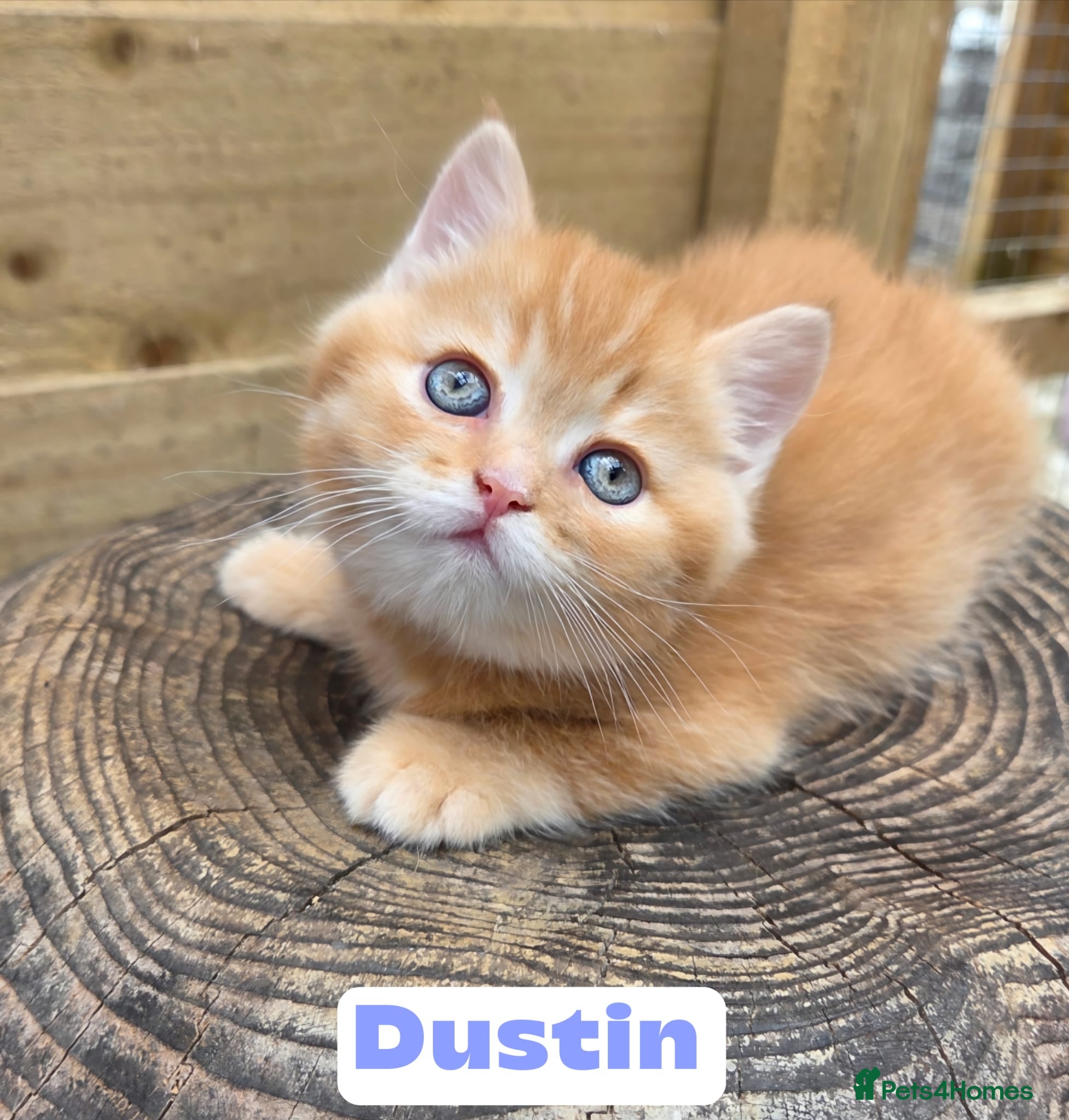 British Shorthair cats 🧡 3 Cute Tabby British Cuties 🧡 - Advert 10