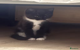 British Shorthair cats for sale: 11 week old male kitten - Image 5