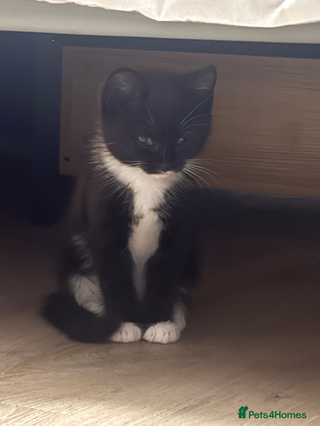 British Shorthair cats for sale: 11 week old male kitten - Image 5