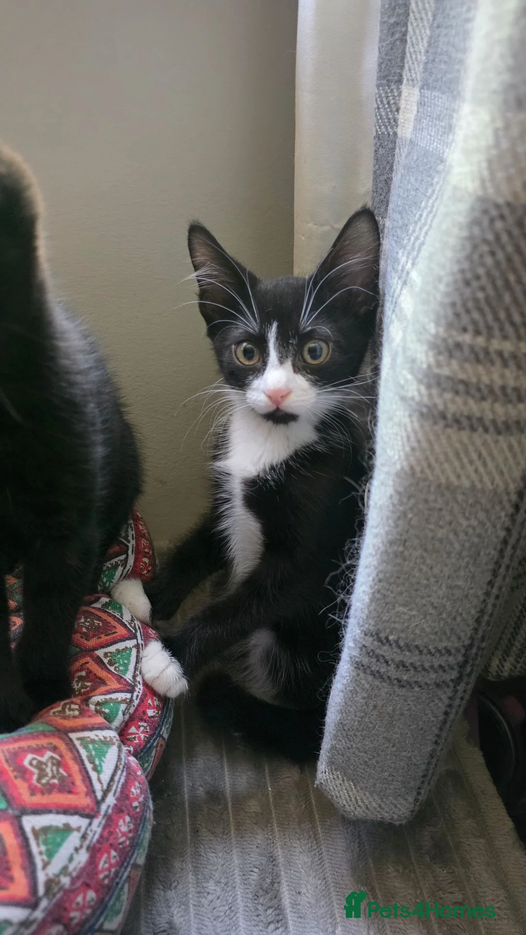 Mixed Breed cats for sale: Gorgeous Black and white male kitten - Advert 7