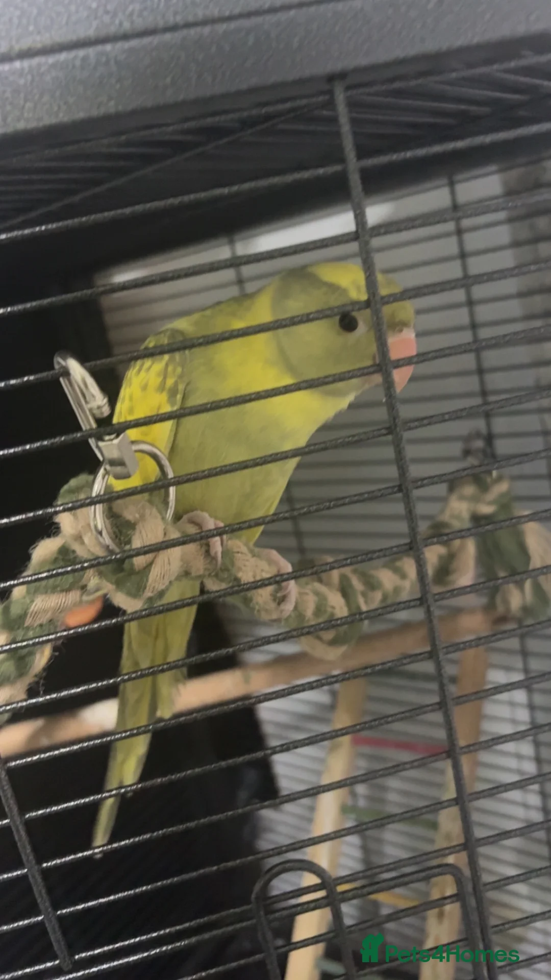 Ringnecks birds for sale: Pied Indian ringneck  - Advert 1