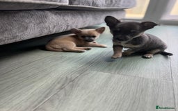 Chihuahua dogs for sale: 💙💛 Blue & tan pure breed deer head chihuahuas 💙 - Image 9