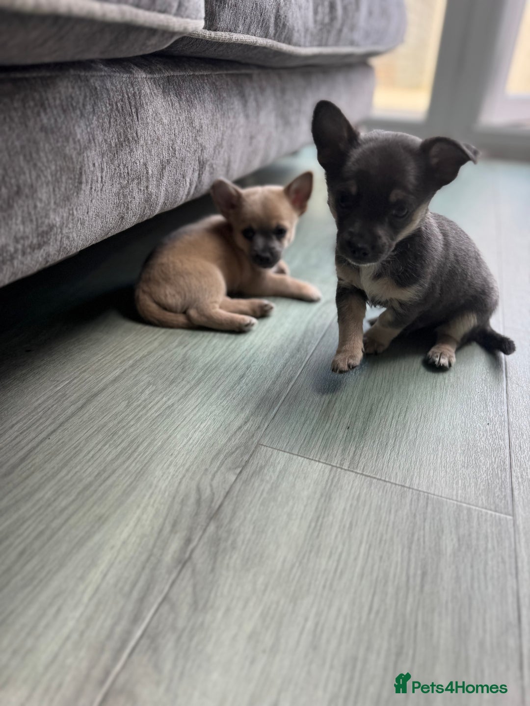 Chihuahua dogs for sale: 💙💛 Blue & tan pure breed deer head chihuahuas 💙 - Image 9