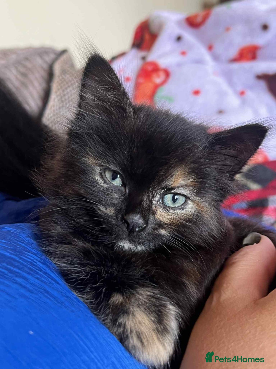 Mixed Breed cats for sale: Beautiful Kittens – One Grey Boy & Two girls - Image 1
