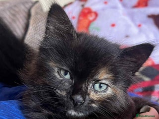 Mixed Breed cats - Advert 25