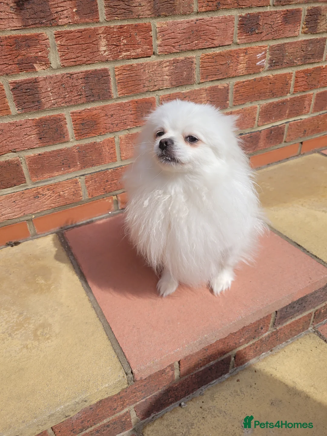 Pomeranian dogs for sale: Pomeranian female  - Advert 1