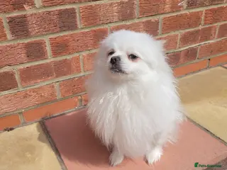 Pomeranian dogs Pomeranian female - Advert 1