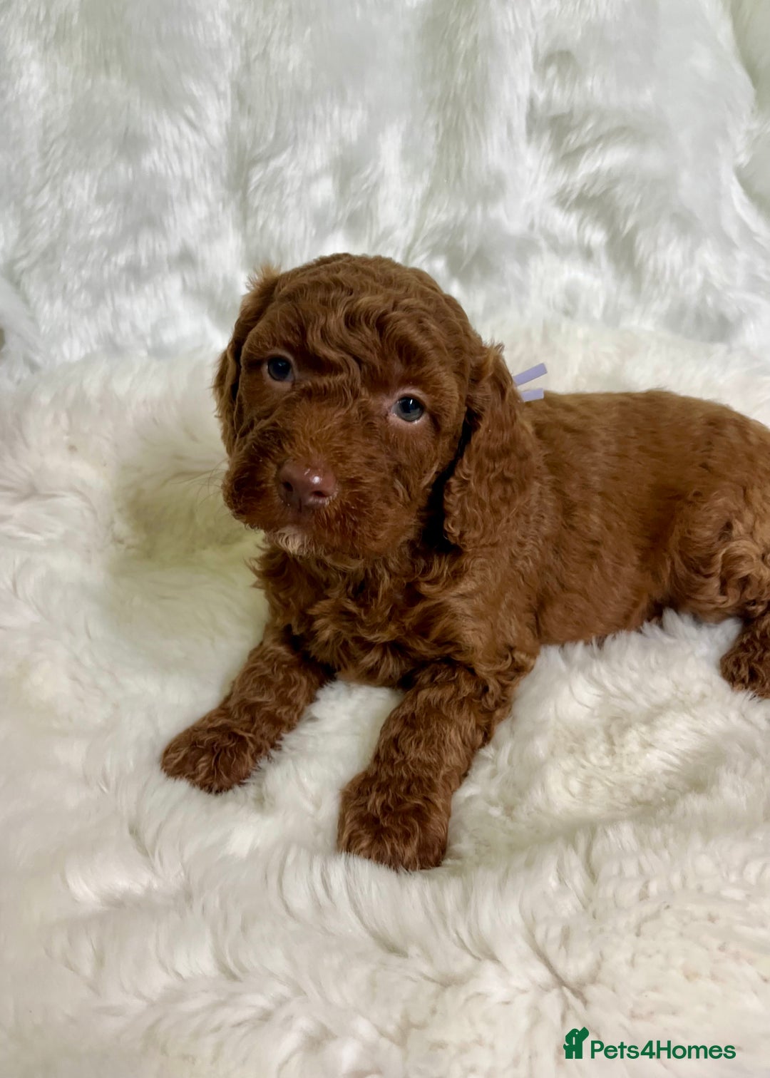 Goldendoodle dogs for sale: multigenerational Australian Golden doubledoodles - Advert 25