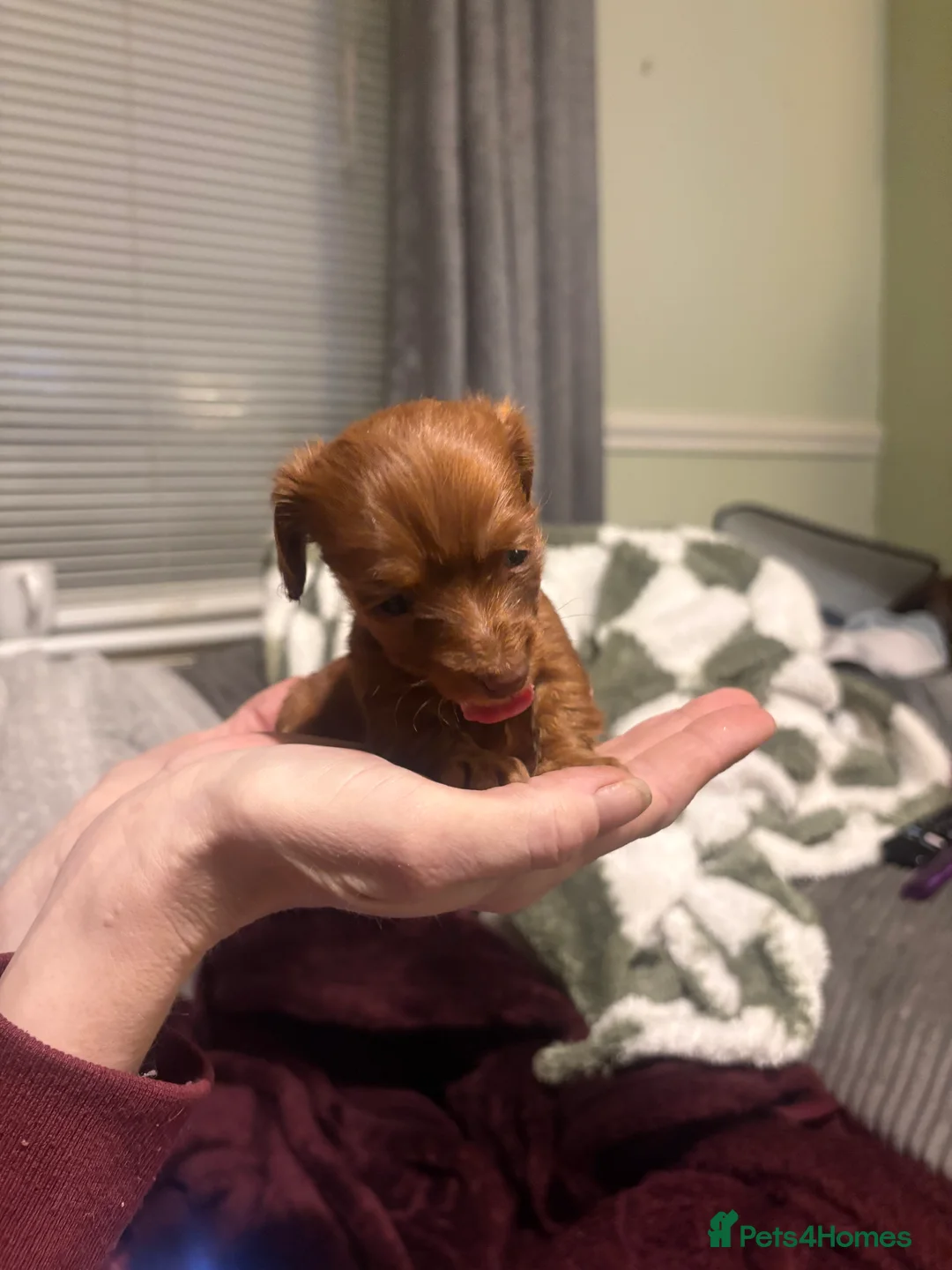 Dachshund dogs for sale: Long haired miniature  - Advert 16