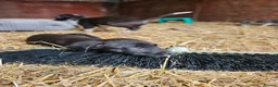Lurcher dogs for sale: Stunning Kelpie lurchers  - Advert 30