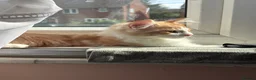 Domestic Shorthair cats for sale: 5 Beautiful Kittens - Advert 30