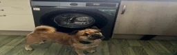 Mixed Breed dogs for sale: 6 lovely oripei cross fenchie puppies  - Advert 8