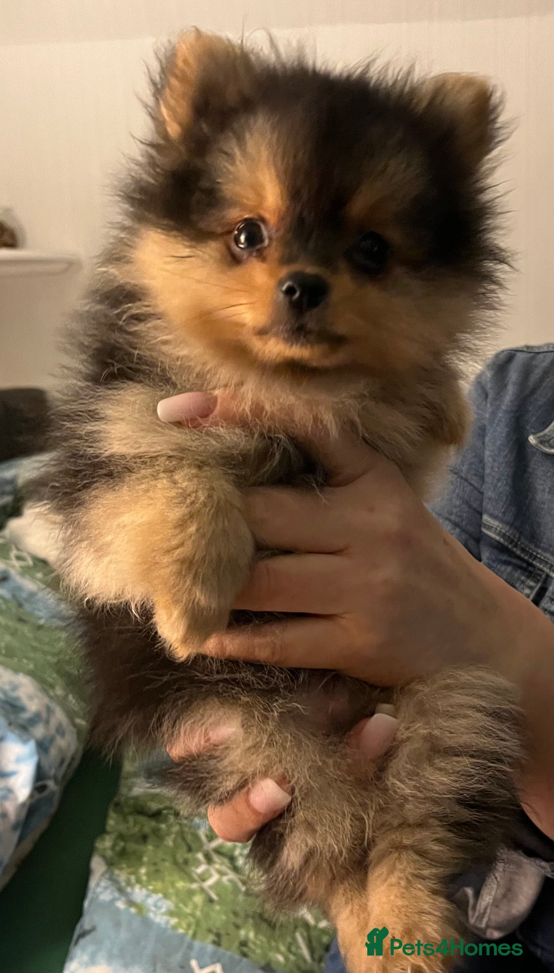 Pomeranian dogs for sale: Gorgeous miniature Pomeranian pups - Advert 8