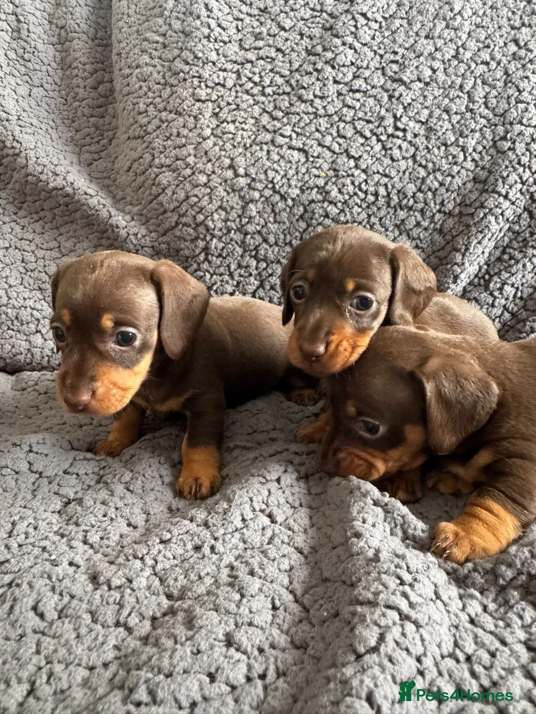 Miniature Dachshund dogs for sale: Chocolate and tan miniature dachshunds - Advert 7