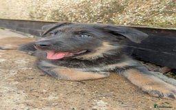 German Shepherd dogs for sale: **ONE GIRL Remaining**German shepherd puppies. - Image 5
