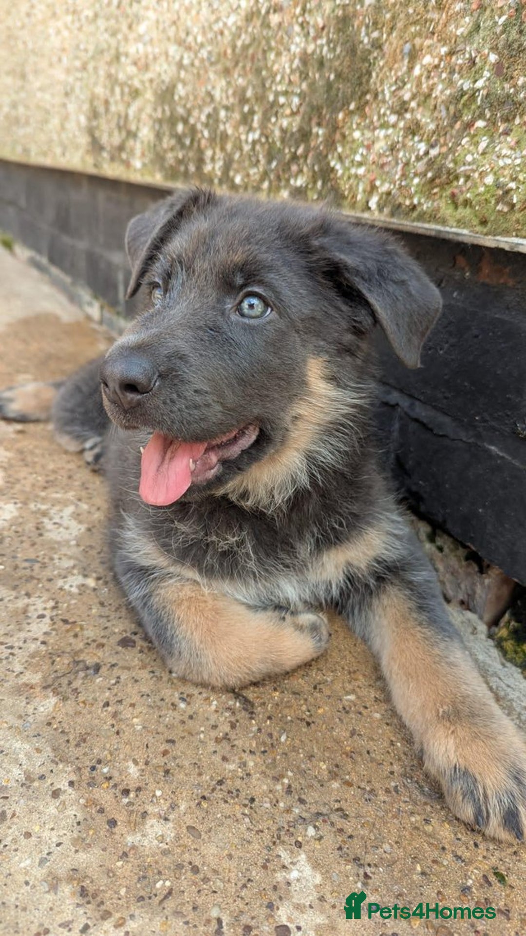 German Shepherd dogs for sale: **ONE GIRL Remaining**German shepherd puppies. - Image 5