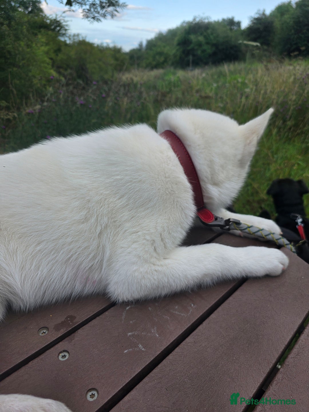 Siberian Husky dogs for sale: Skylar 7 month old white husky.  - Image 8