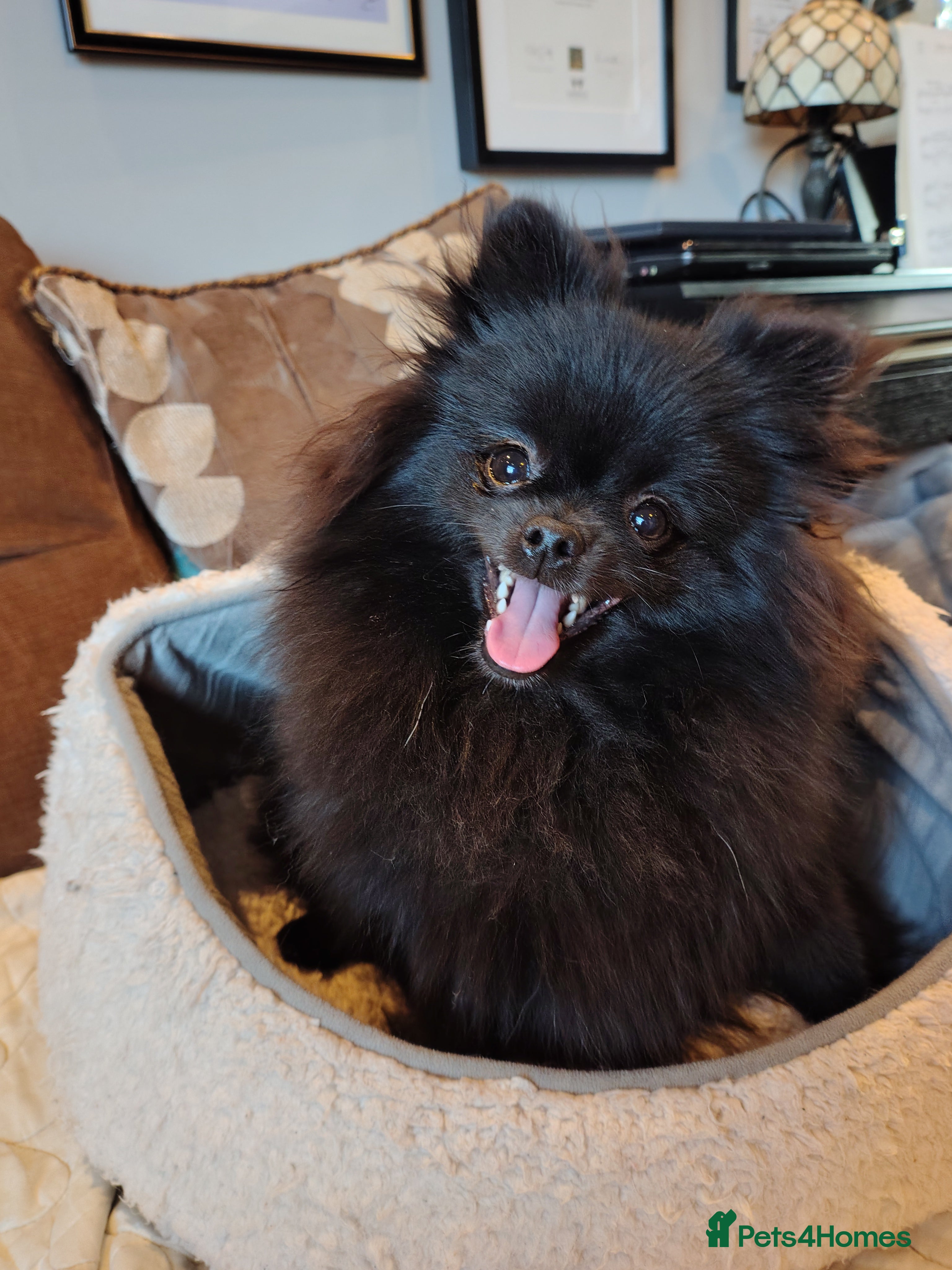 Pomeranian dogs Pom girl puppy with Kc reg , pedigree for sale - Advert 16
