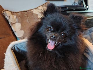 Pomeranian dogs Pom girl puppy with Kc reg , pedigree for sale - Advert 1