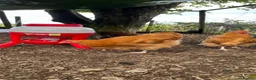Chickens poultry for sale: Orpington Cockerels 12 weeks old  - Advert 6