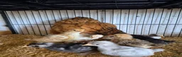 Chickens poultry for sale: Hen and 7 chicks for sale - Advert 5
