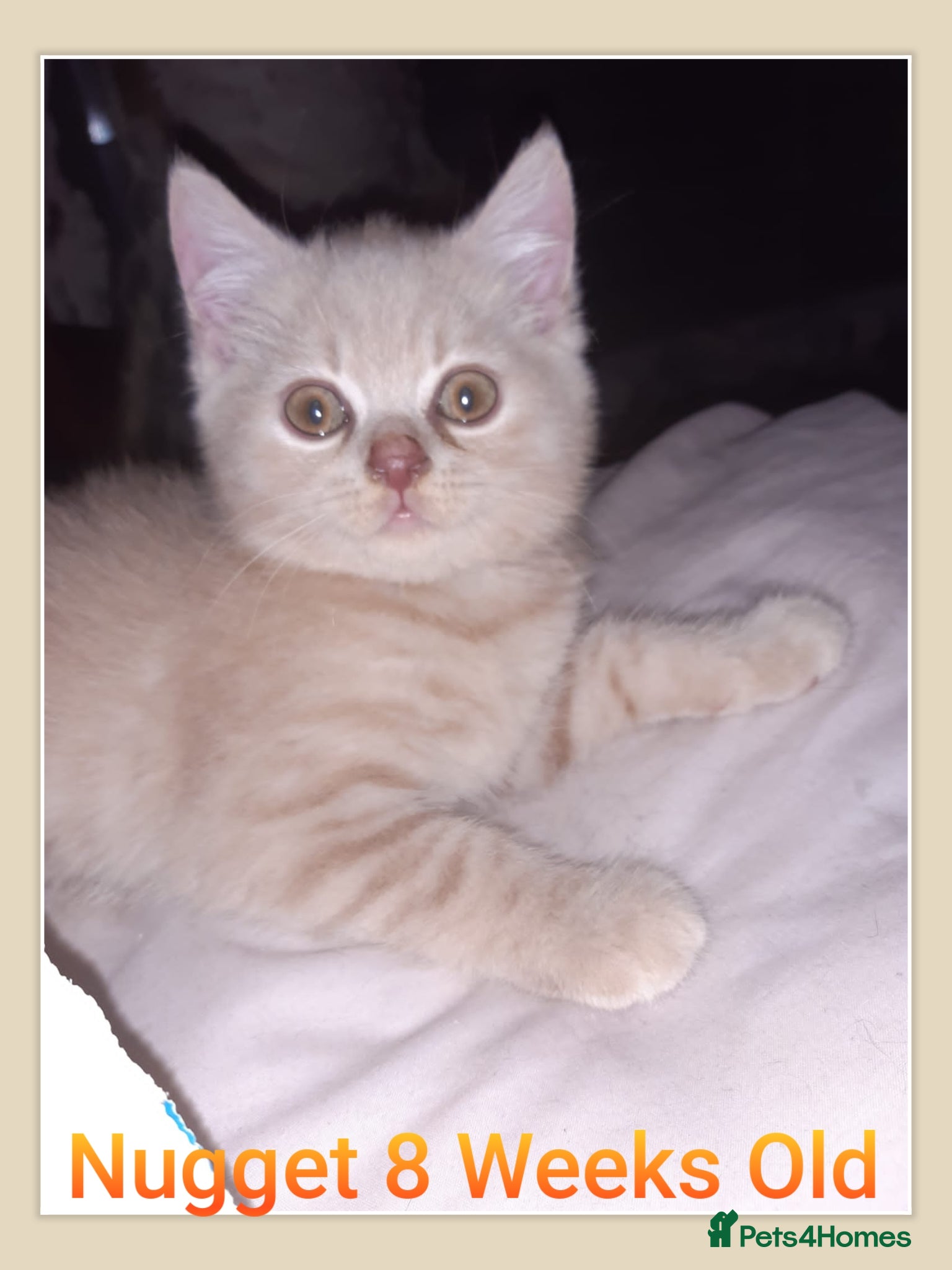 British Shorthair cats ** Sweet Little BSH Kitten ** - Advert 6