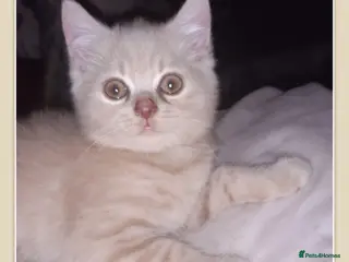 British Shorthair cats ** Sweet Little BSH Kitten ** - Advert 6