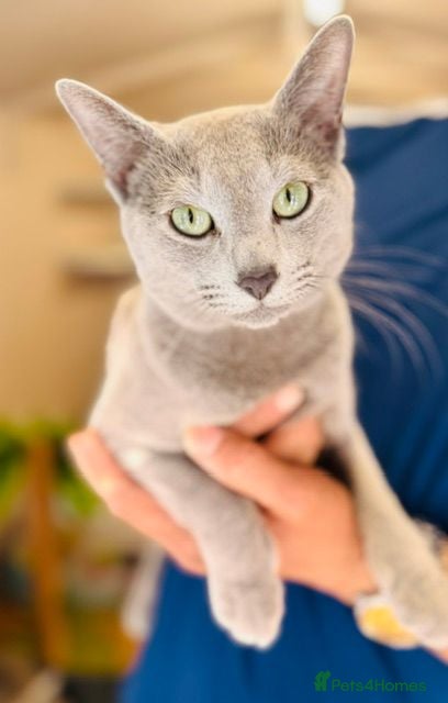 Russian Blue cats Russian blue for stud - Advert 3