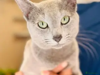 Russian Blue cats Russian blue for stud - Advert 5
