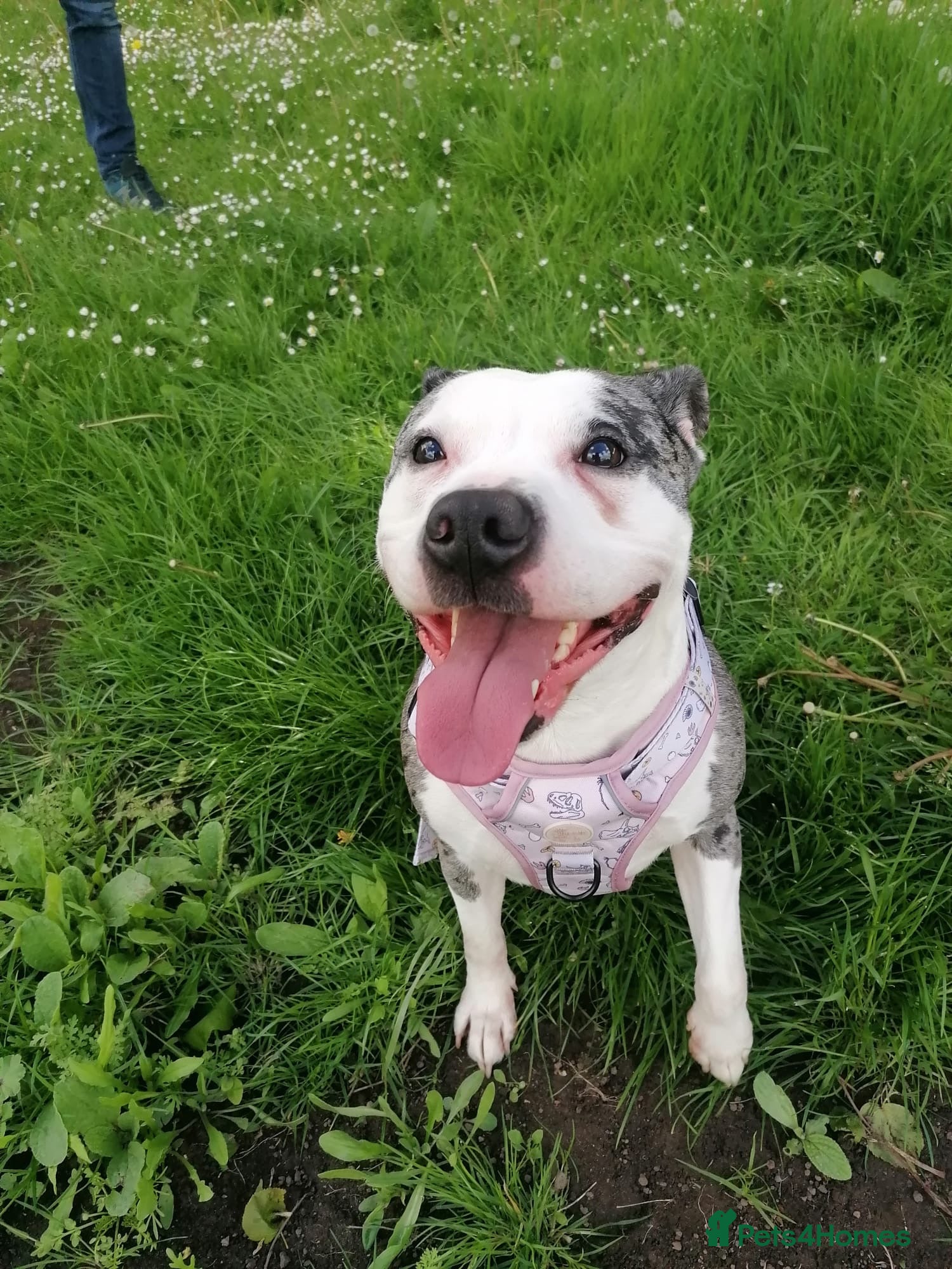 Mixed Breed dogs ‼️ URGENT FOSTER NEEDED: LINA - Advert 7
