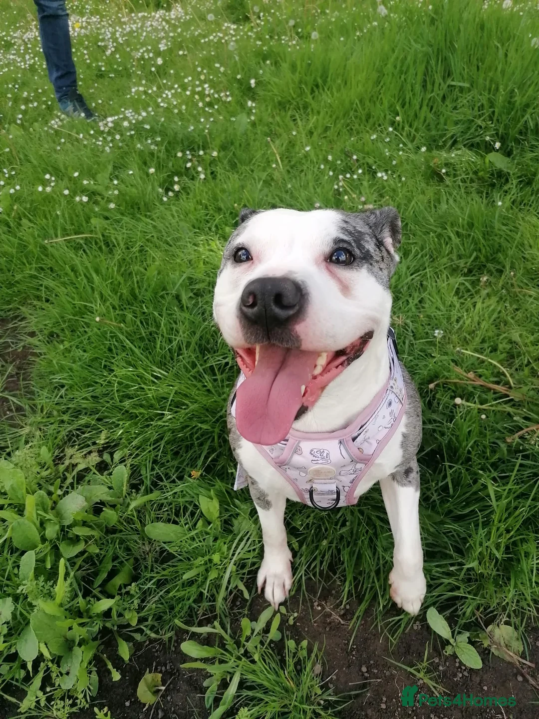 Mixed Breed dogs for adoption: ‼️ URGENT FOSTER NEEDED: LINA in Burton-on-Trent - Advert 1