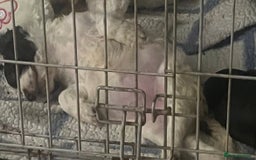 Mixed Breed dogs for sale: Golden Cocker - Image 3